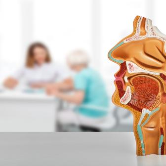 anatomischen Hals-Nasen-Rachen Modell