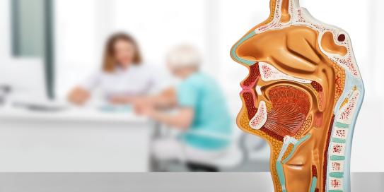 anatomischen Hals-Nasen-Rachen Modell
